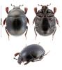 Hemisaprinus subvirescens